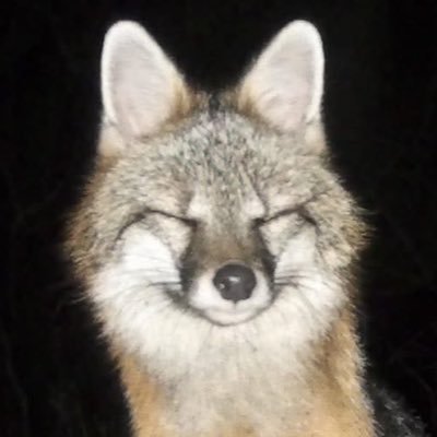 dreamywolfdd's profile picture. 