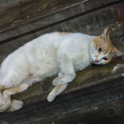 IropeKashif's profile picture. CMA ASPIRANTS