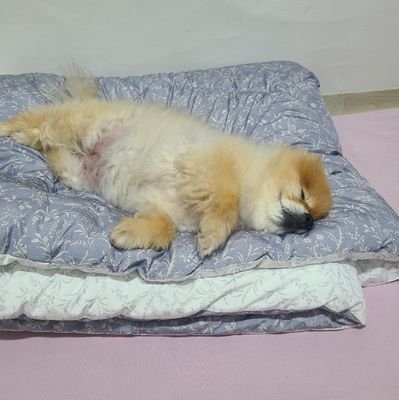 park_shinoh's profile picture. @isopie_ggp