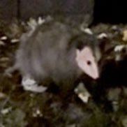 tacoderpool's profile picture. produced a beat with my feet and I called it a toe jam