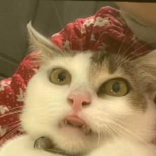 bummieya's profile picture. 