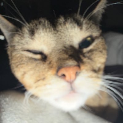 zirpax's profile picture. I post funny/streamer clips 🐍🩸