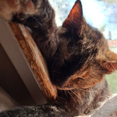 SleptInsomniac's profile picture. 