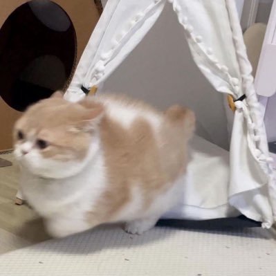 z_yowa_'s profile picture. 