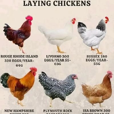 TheByakuyaX's profile picture. All about bitches....🔞