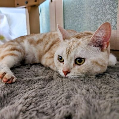 gogaku_neko's profile picture. 日系企業勤務。英語で仕事 | TOEIC 395→915 |  コツコツ淡々と学習中 | 英語学習者の方をフォロー/いいねさせていただきます！
筋トレとプログラミングも少しだけ。中国語、韓国語も始めました。
#多聴 #英語のハノン #パワー音読 #英語学習 #英検1級 #猫好き