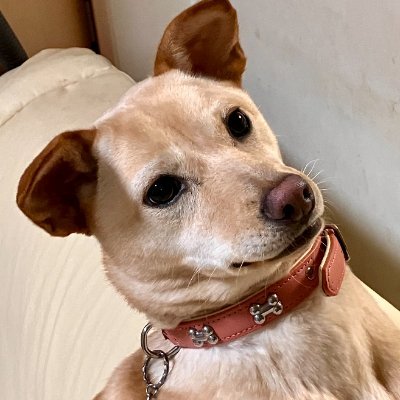 Shon1058020's profile picture. １８歳

「繋がって、やり切る」＿＿

孤独と目標に向かって突き進んでる人達に
ブッ刺さる勉強アプリを開発しています。