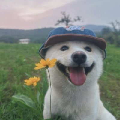 n0rthcaroIina's profile picture. 