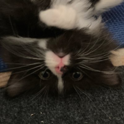 DX8372's profile picture. 🌮 Priv: @DXorwhatevr