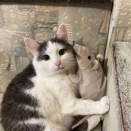 Mein_mairu's profile picture. main account: @its_mairu