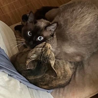 he_cha_MUKURE's profile picture. 成人済/好きなものを書いたりいいねしたり/書くのは🦾📺、見るのはどちらも