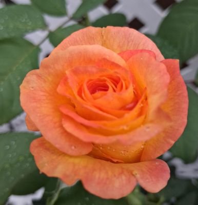 musky_bait_s's profile picture. NSFW 🔞🔞💦💦
Transgender female here, with straight/gay baits, toys, BDSM tools and supplies all available. 
https://t.co/K5Eb6SLT4E
signal: Naenae.01