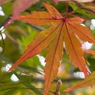 blue_sky_kumo's profile picture. 空が多いですが、iPhoneによる色々な写真載せてます。(無加工)専垢ではないため普通に喋ります。 雲は、巻雲と巻層雲が好きです。 プロフない人やポストしていない人はお断りしています。 DM非対応。