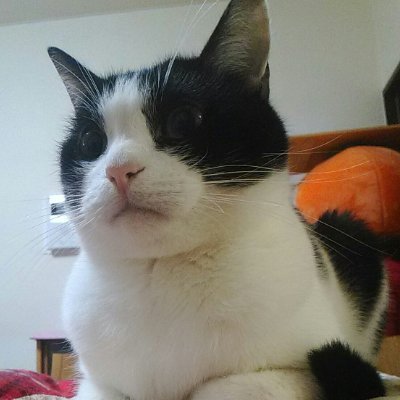 chuta_blues's profile picture. 大阪を中心にギター(最近はフラットマンドリン)とハーモニカと歌で弾き語りしてる"歌うたい"
猫2(女2)と過ごしてます。アイコンは2020年5月に亡くなった「マロ君」です。音楽はジャンル問わず聞きますが『熱量がある音楽』が好きです。※定期的にシャドウバンされます(シャドバン/SHADOWBAN)