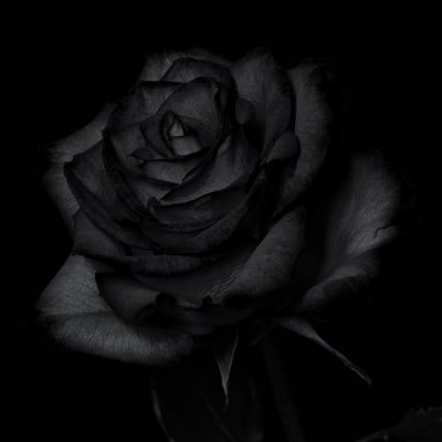 hahvlX's profile picture. 