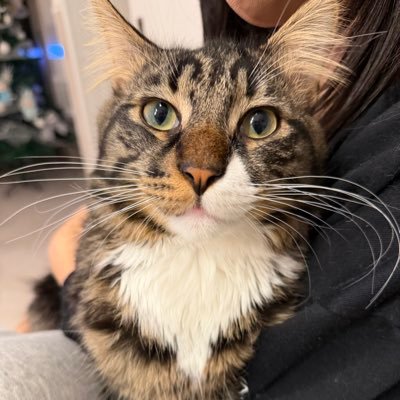 mari523love's profile picture. 以前のアカウントが意味不明に凍結されたので　新しく作ったよん    猫と音楽と酒とタバコで生きてる