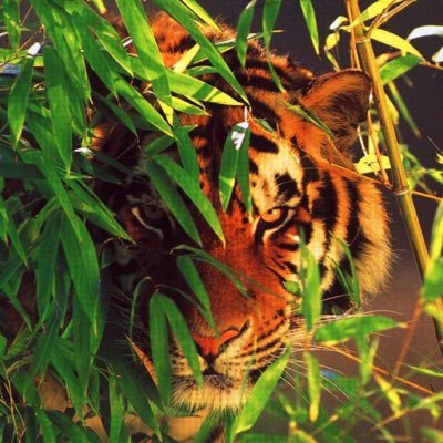 MuridsCourt's profile picture. # 🪷 : V ⟢⸝⸝ SHtwtDNI ⁞ @FranzHASSTganse .♱ ݁˖ minor . . . ㅤᵕ̈