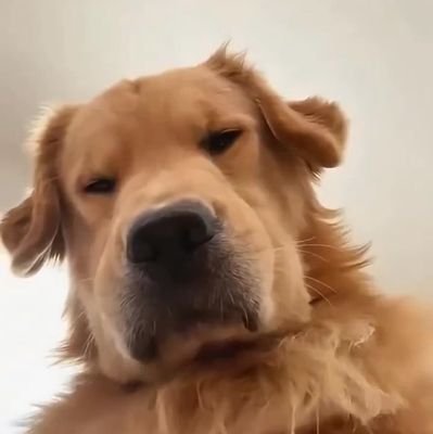 PjSteppin's profile picture. just another character and a solo stepping boy creating his sunshine.