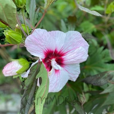 asa_b081's profile picture. HIDE AND SEEK🙏🙏