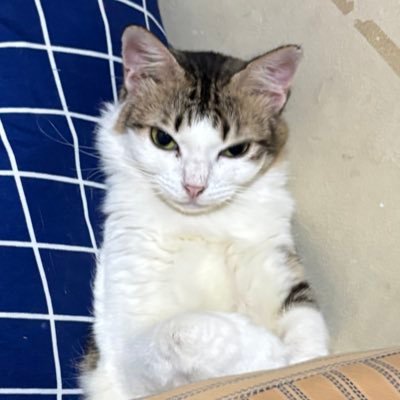 FitriaAdyati's profile picture. 