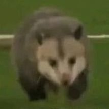 주머니쥐사랑해 Profile