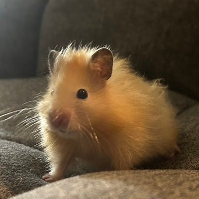 勇者キミマロ Profile