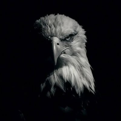 naserqaderi3's profile picture. 