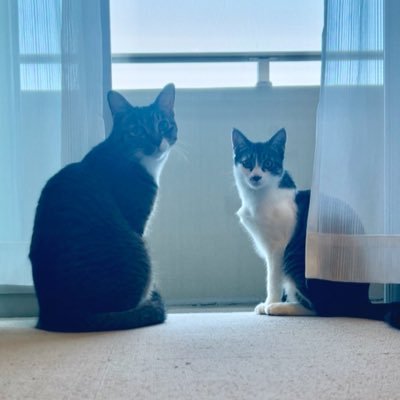 maron2021_06_03's profile picture. 🌈😼マロン君( #キジ白 ) 4.4kg🎂2021.6.3生まれ/譲渡日(2021.9.7)🐾 🌈😻メイちゃん( #キジ白 ) ⚪️kg🎂2025.5.5生まれ/譲渡日(2025.11.11)🐾#動物 #韓国ドラマ #アニメが好きな方フォロー大歓迎😻フォロバいたします🌸