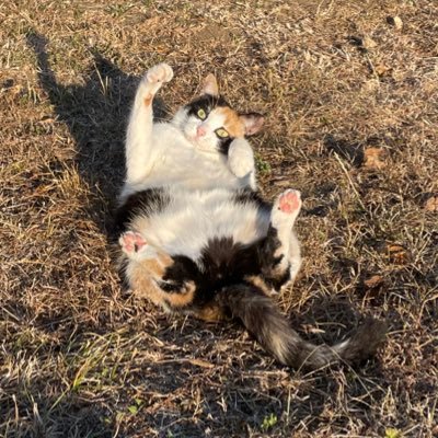 ImVaal_'s profile picture. 🇫🇷 CS2 player for ?