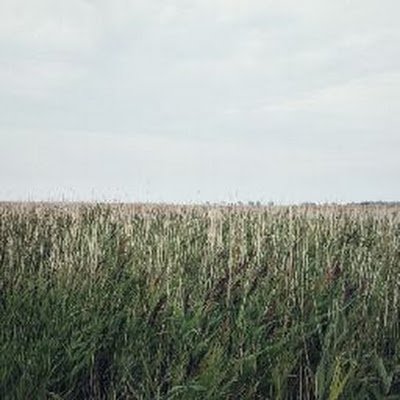 Tschappukino's profile picture. 