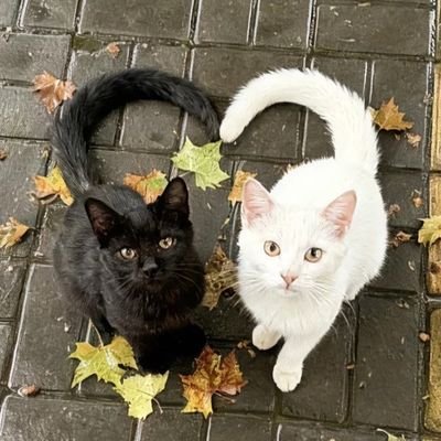 fayetaurean's profile picture. Never Change's.
Au link at bellow