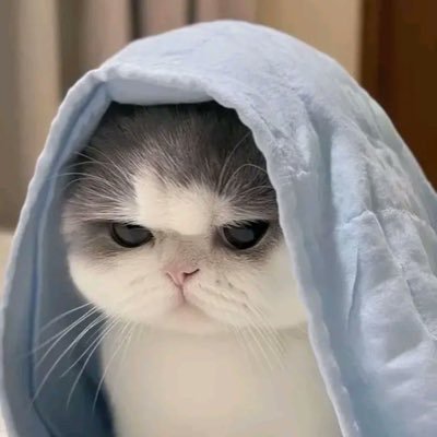 mickypawy's profile picture. 