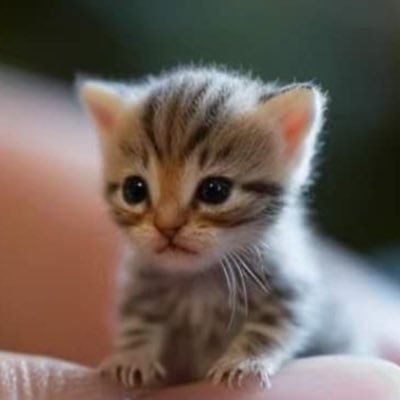 persian1blood's profile picture. keep your negative vibes&evil to yourself 🫷🏽only love 💖 wins. 🎀