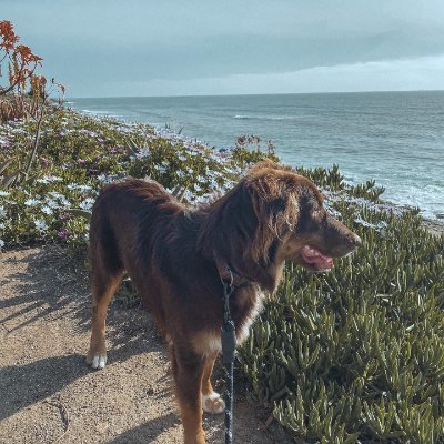 Sarah_Brown1113's profile picture. I hope America continues to be great, but I'm no longer fanatical! I'll do my job well, pay my taxes according to the law, and help those who truly need it to t