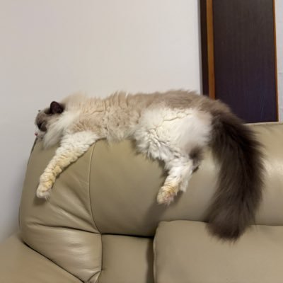 MaTeaGJRS's profile picture. Xは閲覧用にずっと使っていましたが、投稿したくなったのでアカウント作り直しました。 爬虫類とゴジラの投稿多めです。