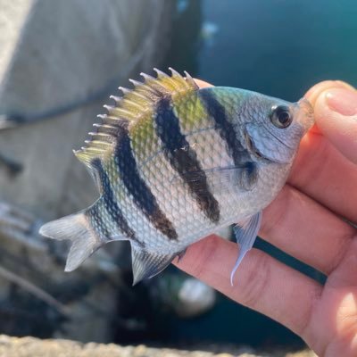 X4r0nRcTPW12094's profile picture. 三重県に住む高校生。漁師になるのが夢です！すぐ影響されます。死滅回遊魚採集家です。TikTokでは鉄道動画を主に上げてます。基本、ニザダイ系が専門です。#魚好きと繋がりたい ＃死滅回遊魚 #死滅回遊魚採集 #海水魚 #撮り鉄