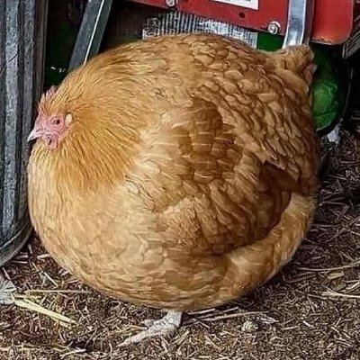 NATTY_CATTYYA2's profile picture. 