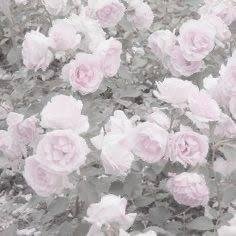 Marinerq0455310's profile picture. フォロワーさんだけDMは返します。