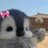 pinguinpinkeu's profile image