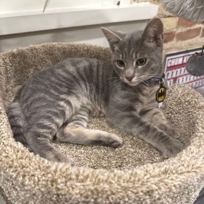 MemmalsNFTs's profile picture. NETWORK ⚡️ KRYPTO KAT
Reborn from the ashes after Waymo straight-up murdered KITKAT 🪦→🔥
Now faster, sharper, and eternally pissed off.