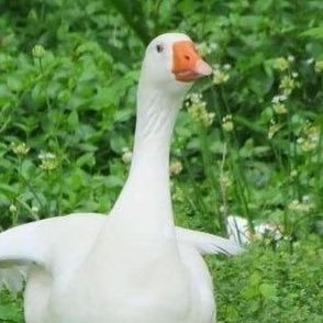 guduck111's profile picture. ㅠㅠㅠㅠ계정정지 당했어요ㅠ 새로만든 구독계입니다ㅠㅠ