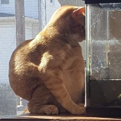 oh_niiino's profile picture. the fourth lorelei 🤙🏻