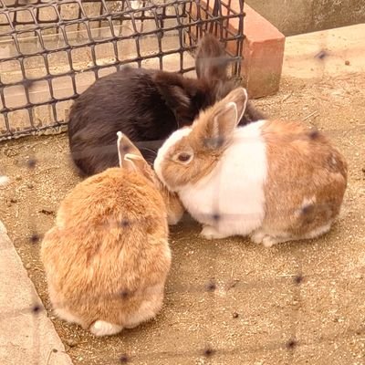 loZxI8j9AY74514's profile picture. いんすぴれーしょん