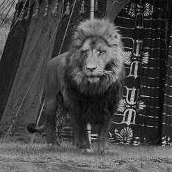 narniaxaslan's profile picture. 