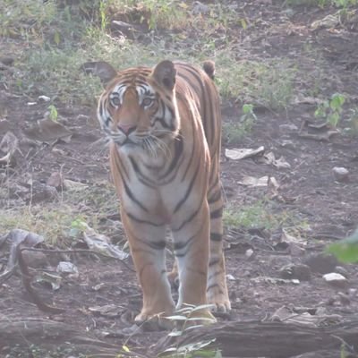 pradeep832661's profile picture. टाइगर संरक्षण जरूरी हैं
Save tigers.