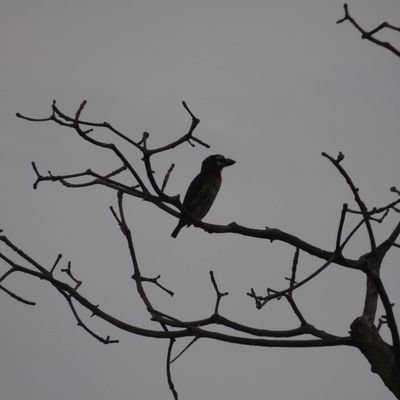 iriphr25199316's profile picture. 