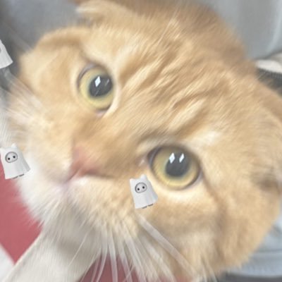 sc6ir's profile picture. 🌈🕒 🥷🥚 刀剣 金⃝カム 原神 成人済み21⤴︎