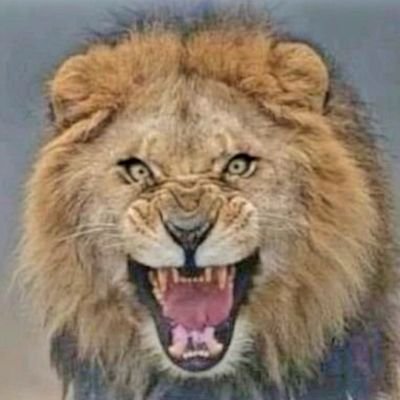 Simon_Kusonai's profile picture. 🇨🇵🇪🇺🇺🇦🇮🇱
Clairement opposé aux nazillons et aux bolivauriens. Pour une émancipation militaire de l'Europe, ni Trump, ni Poutine.
#PFM #TAEM