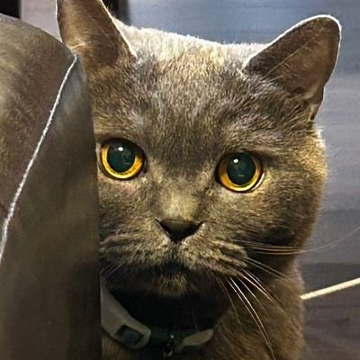 Maru_Guri_2025's profile picture. 学業以外のポストも多め。
どうぞよろしくお願いいたします☺️

慶應通信文2:2020.10.01〜2024.09.30（卒業💐✨️）
慶應通信教職課程科目等履修生:2024.10.01〜