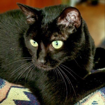 juliadraguta1's profile picture. 